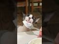 Yogurt Treat Only A Small Taste Though Sphynxcats Cats Cat Treats Yogurt Treat Only A Small Taste Though Sphynxcats Cats Cat Treats