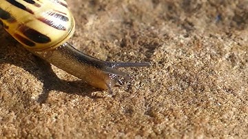 سوره الاخلاص بصوت جميل جدا مكرره