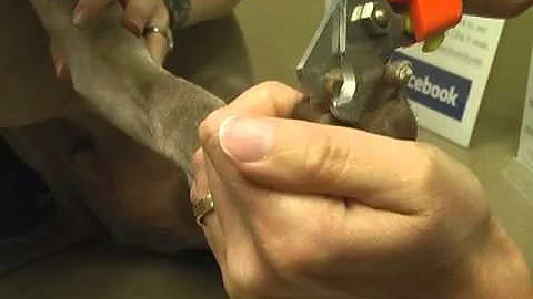 Pet Nail Trim Video with Dr. Sara Liddell at River...