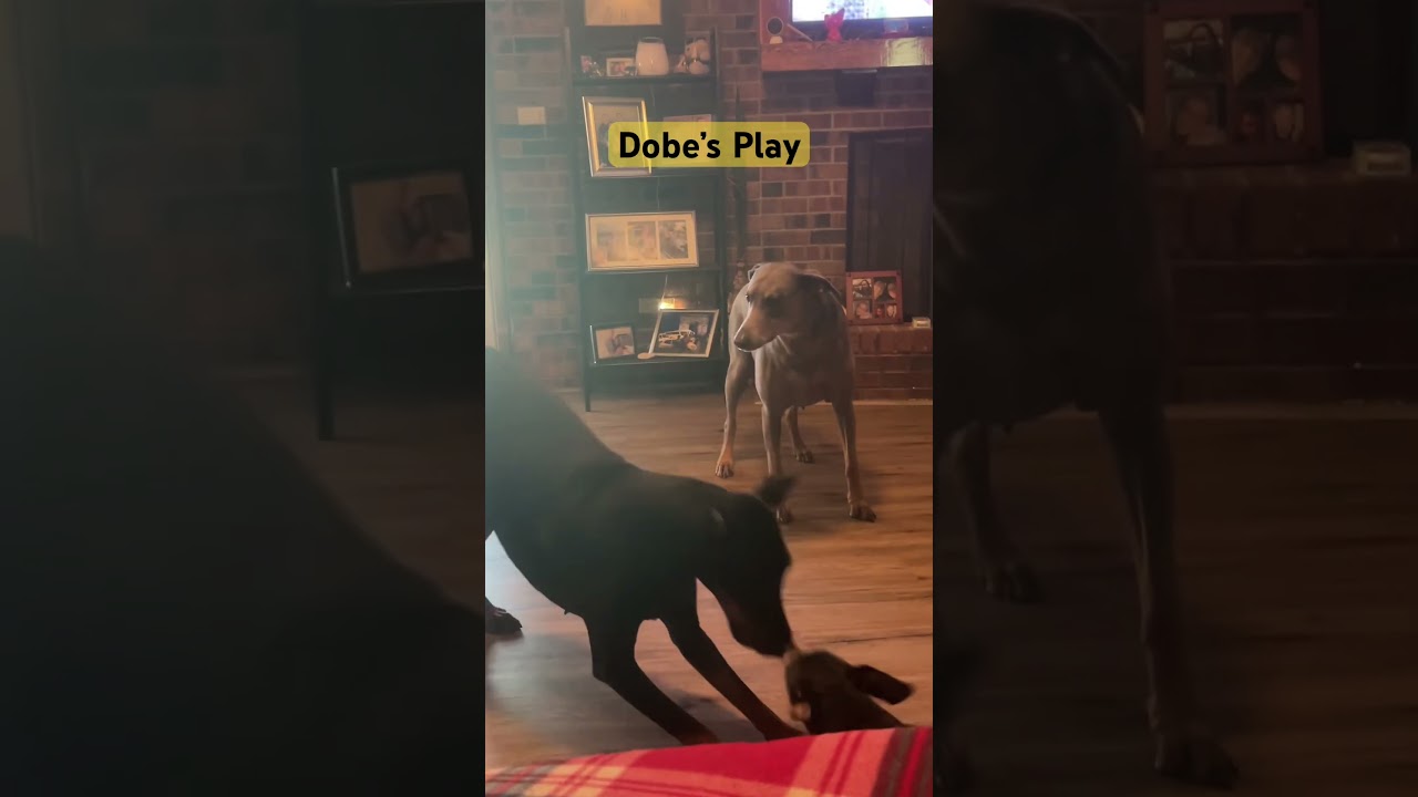 Bucking Bronco! 🐾🐕‍🦺🐾 