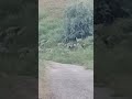 Sheep 🐑 graze by the road / Овцы 🐑 пасутся у дороги #sheep #sheepsheep #sheeps