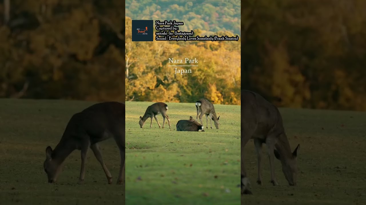 Nara Park, Japan | by : satoshi_ks_ - ABHY TRAVEL SPOTTER 