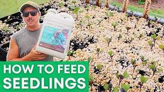 Do This to Grow Healthy Plants!