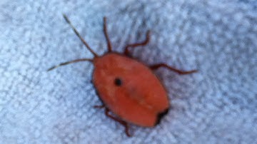 How to Control Stink Bugs - Bronze Orange Bugs in Citrus / Orange / Mandarin / Grapefruit - Simple