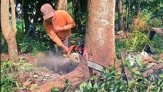 Cutting trees and splitting wood in Indonesia  Stihl MS381