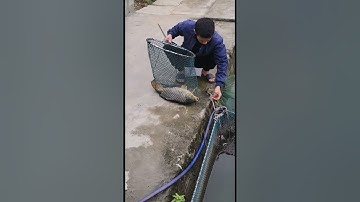 Vlogs 144 Báo cá - Hồ Câu Minh Ngọc 0828152222 Thôn Khúc Giản, Xã An Tiến, Huyện An Lão, Hải Phòng