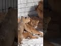 ママがピンチ!?🆘駆けつける可愛いシークレットサービス🦁 #shorts