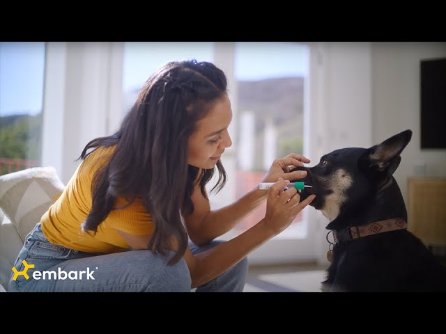 Embark Dog DNA Test Tutorial - How to Swab Your Dog [2020] 