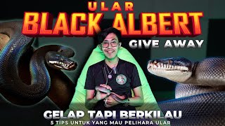 Download Lagu NEW MASCOT! \u0026 TIPS ON HOW YOU CAN KEEP A SNAKE AT HOME..‼️ MP3