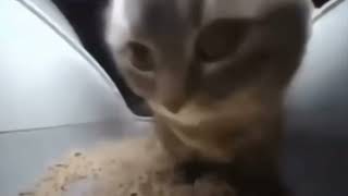 Chipi Chipi Chapa Chapa original Dubidubidu  Christell