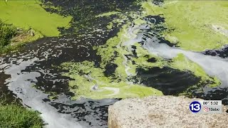 Local expert discusses how to identify toxic algae in pools, ponds