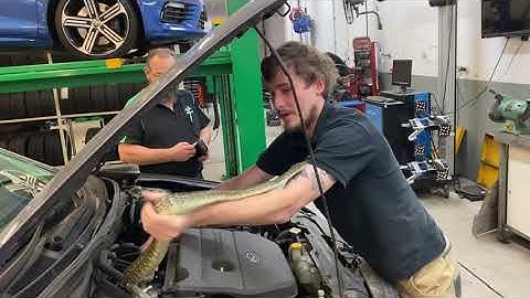 Coastal carpet python in ENGINE BAY - Brisbane snake catchers