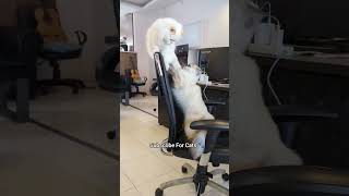 cute cats funny moments  #cat #cutecat #catlovers #funny #catfunnyvideo #funny #cute