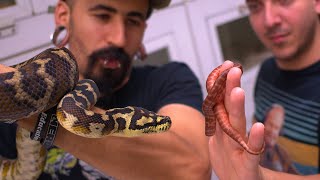 Our Carpet Python had babies! Snake Keeping Vlog Net Worth