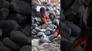 “Did you know that penguins consider humans as their own kind?” #penguin #animals #animalovers