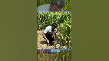 Sigma Rule // Devayat Khavad #devayatkhavad #trendingshorts