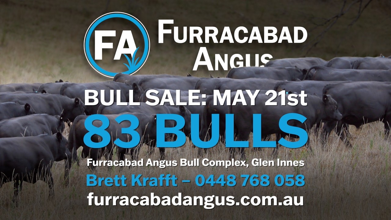 Furracabad Angus 2026 Bul Sale