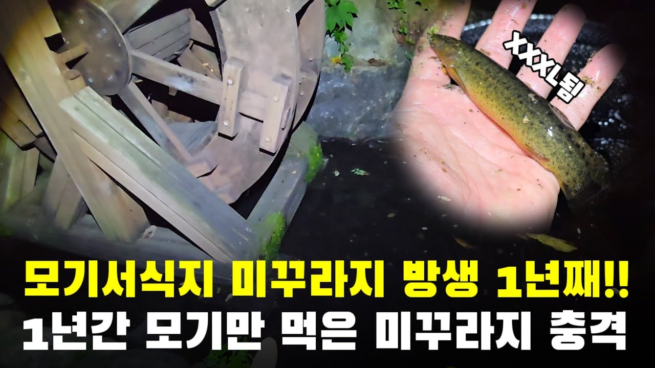 모기서식지 미꾸라지 방생 1년 후 모기만 먹은 미꾸L가 미꾸XXXL 되었습니다
