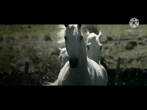 Video: Çalışma, Atların İnsan Korkusunun Kokusunu Alabildiğini Buluyor