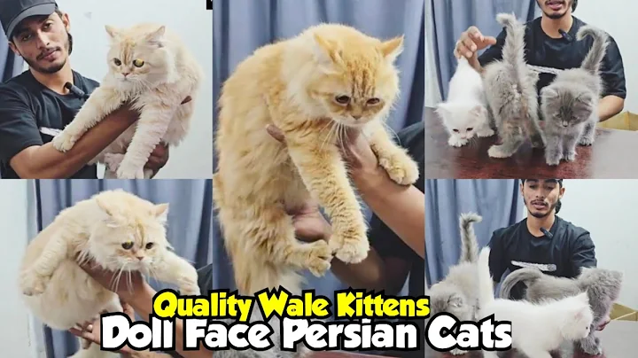 Video 11758851: calico persian kitten, persian kittens cattery, persian kitten doll face, colour persian kitten, cat farm, cat bicolour