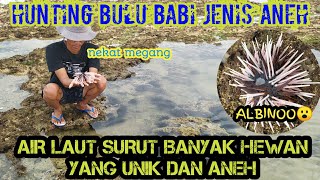 HUNTING BERBURU HEWAN LAUT YG UNIK DAN BULU BABI ALBINOO