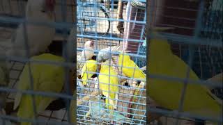 🐦🦜#shortsvideo #shortsfeed #viral #village #youtubeshorts #tokjhalmisti