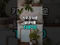 키우기 쉬운 실내식물 TOP10 Mp3 Song