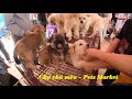 Chợ bán chó mèo cảnh cực đẹp, cực rẻ - Pets Market