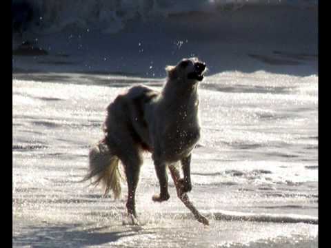 Video: Neparasts jūras suns - katran