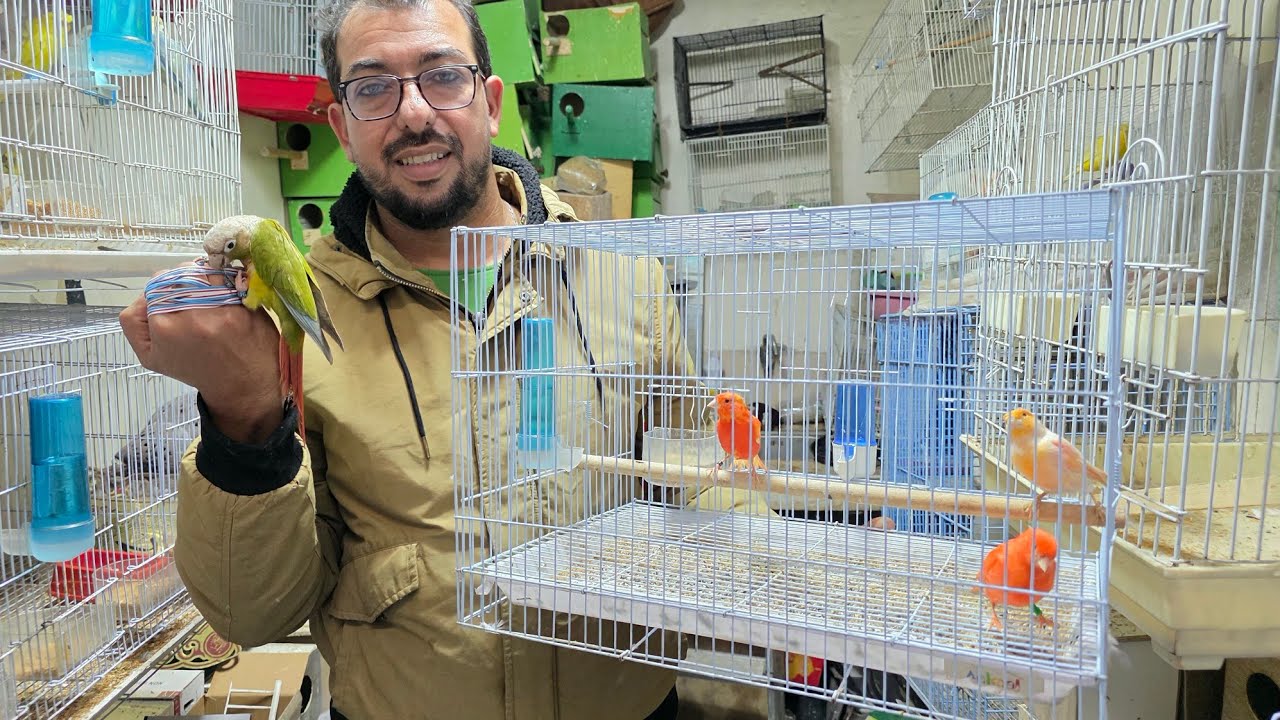 الجديد عند حمدي🔥أجيو نتولعو ونتعرفو على أتمنة مختلف أنواع الطيور عشاق الفيشر موندران هوغو بادا...