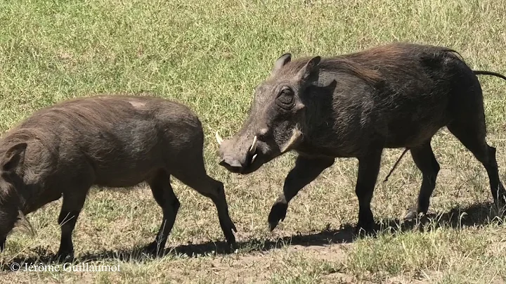 Warthog courtship in Masai Mara, Kenya