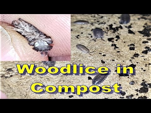 One Minute with the Composters: WOODLICE