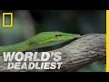 Snake's Secret Weapon | World's Deadliest