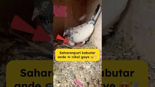 Saharanpuri kabutari ke ande 🪺 nikla gaye 😍🕊️ #pigeon #kabootarloft05 #minivlog #pigeonlove #pet