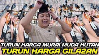 TURUN HARGA LEBIH GILA MURAI MH CUMA 350 RIBU BEBAS PILIH HARI INI DIKIOS PASAR BURUNG PRAMUKA