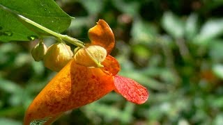 Jewel Weed Seed Pods Explode