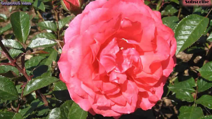 Deuteronomy 28:1-19 Blessings upon the Obedient