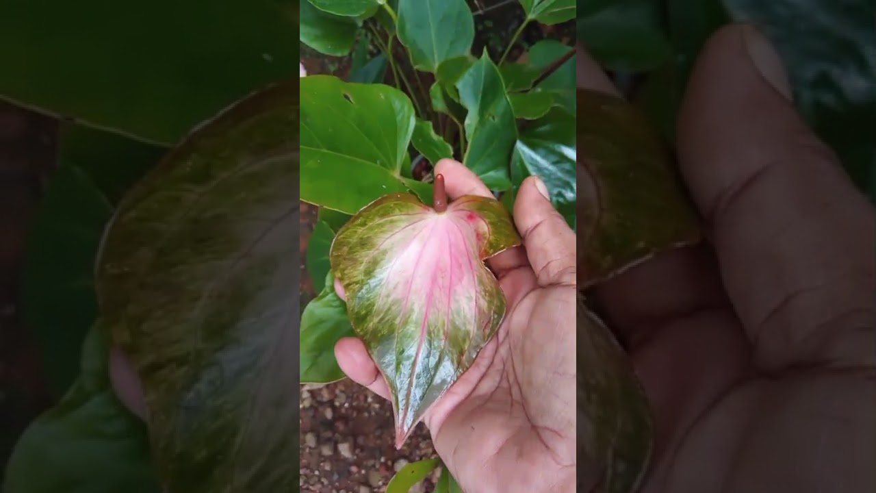 වටිනා වර්ග 10ක් 3000ක් පමණි 0772448684