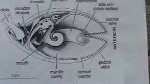 Introduction to Fossil Sea Shell BRACHIOPODS pt 1 of 4