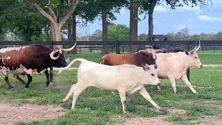 Bulls Gone Wild: this is for YT Eyes only 👀 by Ima Survivor Sanctuary 23,110 views 4 weeks ago 13 minutes, 9 seconds