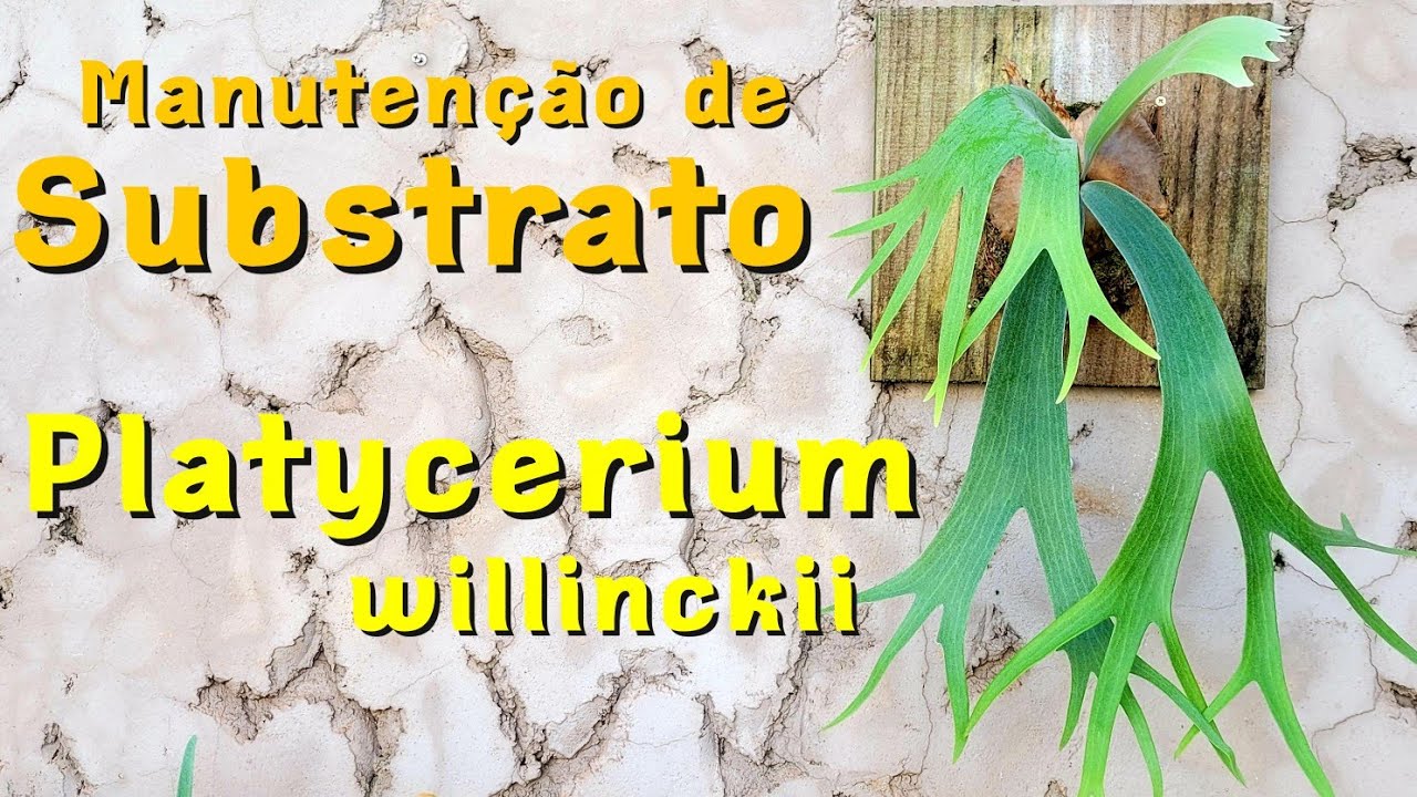Manutenção no substrato do Platycerium willinckii