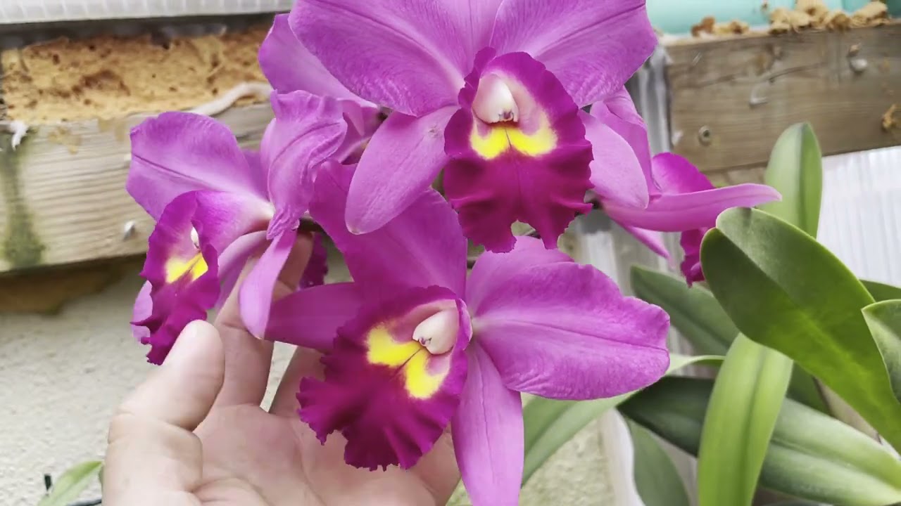 CULTIVO DE ORQUIDEAS CATLEYA EN TRONCO