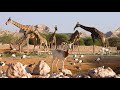 جولة ممتعة في حديقة الحيوانات بالعين Alain Zoo