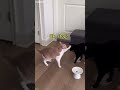 Weird Cat destroys the house - Animal Trend 😵 Crazy Cat!