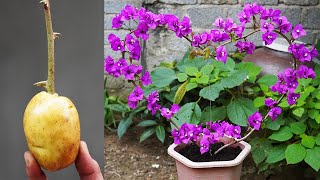 Gardener Grows Flowers from Branches and Buds  Amazing Transformation!