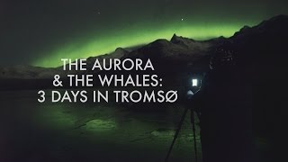 The Aurora & The Whales
