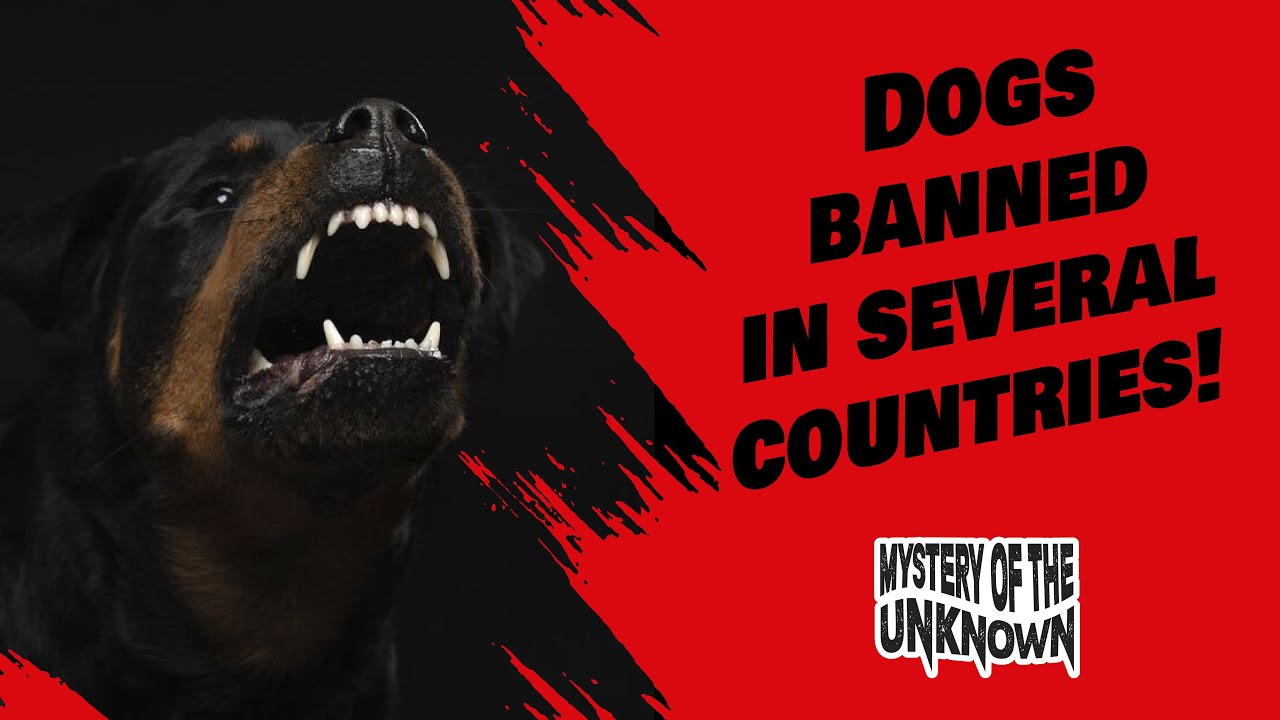 Dogs banned in several countries! YouTube