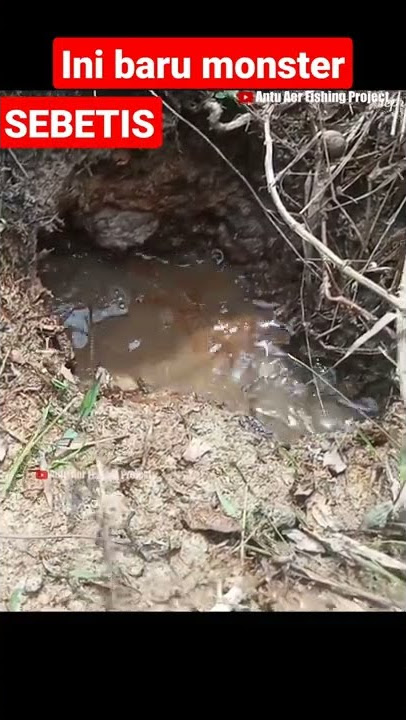 viral belut sebetis, mancing ambyar part3 #shorts #mancingbelut #belut #antuaerfishing