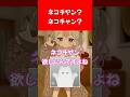 ネコチヤン?ネコチャン? #vrchat #vrc
