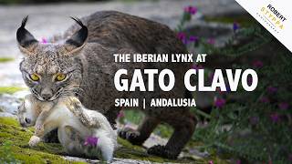 I spent 5 Days at Gato Clavo to film the Iberian Lynx - one of the rarest cats in the world !